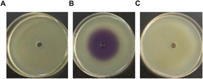 AHLs Regulate Biofilm Formation and Swimming Motility of Hafnia alvei H4